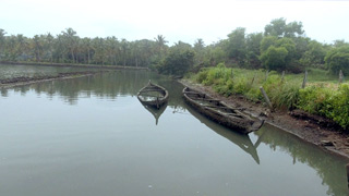 Country Boats at Clappana